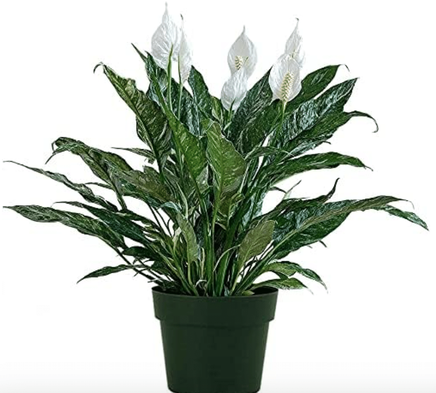 Variegated Peace Lily